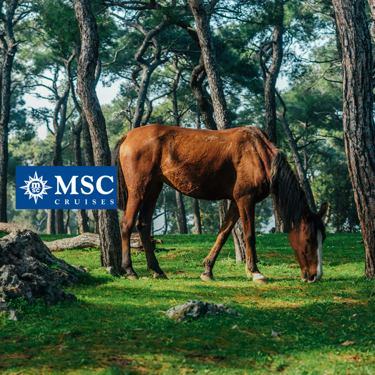 7 Days Round-Trip: Mediterranean on the MSC Sinfonia (02102025)